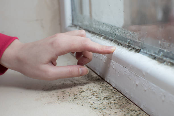 Reliable Augusta, WI Mold Removal Solutions